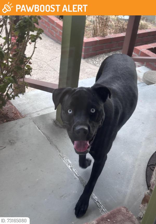 Found/Stray Unknown Dog last seen Southcliff Ave, South San Francisco, CA 94080