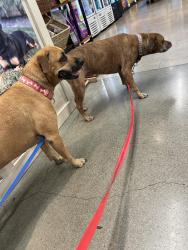Found/Stray Female Dog last seen Near and freeway, Rancho San Diego, CA 92019