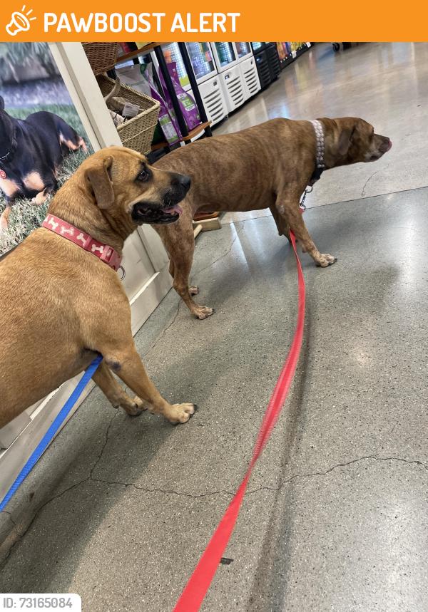 Surrendered Female Dog last seen Near and freeway, Rancho San Diego, CA 92019