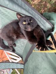 Lost Male Cat last seen Pine and Bunnell St, Milwaukie, OR 97267