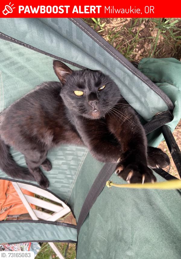 Lost Male Cat last seen Pine and Bunnell St, Milwaukie, OR 97267