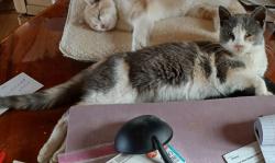 Lost Female Cat last seen Wise Road, Brainerd, MN 56401