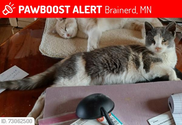 Lost Female Cat last seen Wise Road, Brainerd, MN 56401