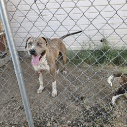 Found/Stray Male Dog last seen Chester and 34th st, Bakersfield, CA 93301