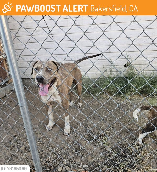 Found/Stray Male Dog last seen Chester and 34th st, Bakersfield, CA 93301