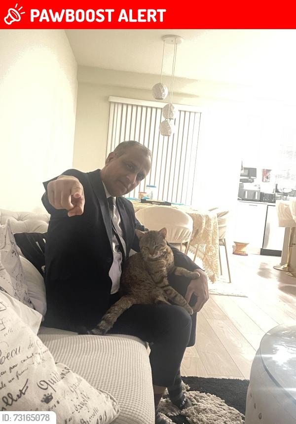 Lost Male Cat last seen Near Furness st, New Westminster, BC V3M 0M1