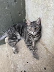 Lost Female Cat last seen Greenwood, Greenwood, MO 64034