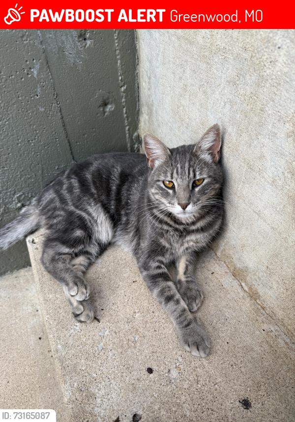 Lost Female Cat last seen Greenwood, Greenwood, MO 64034