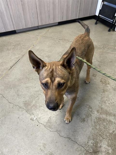 Shelter Stray Male Dog last seen Near BLOCK W BULLARD AVE, FRESNO CA 93704 1700, 5277 E Airways Blvd, Fresno, CA 93727, USA