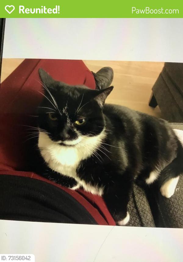 Reunited Female Cat last seen Polk and Wabash, San Diego, CA 92104