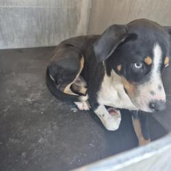 Shelter Stray Male Dog last seen Near BLOCK NORTHWESTERN DR, 4710 TX-151, San Antonio, TX 78227, USA
