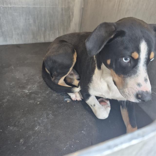 Shelter Stray Male Dog last seen Near BLOCK NORTHWESTERN DR, 4710 TX-151, San Antonio, TX 78227, USA