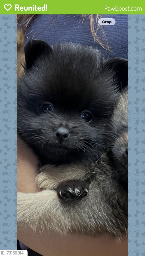 Reunited Female Dog last seen Helping hands clinic, Morristown, TN 37814