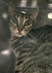 Shelter Stray Female Cat last seen , 1850 W 60th St, Los Angeles, CA 90047, USA