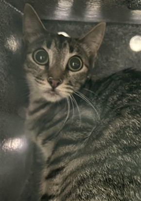Shelter Stray Female Cat last seen , 1850 W 60th St, Los Angeles, CA 90047, USA