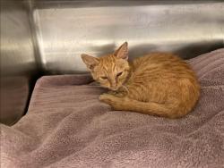 Shelter Stray Female Cat last seen , 14409 Vanowen St, Van Nuys, CA 91405, USA
