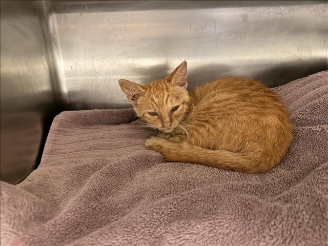 Shelter Stray Female Cat last seen , 14409 Vanowen St, Van Nuys, CA 91405, USA