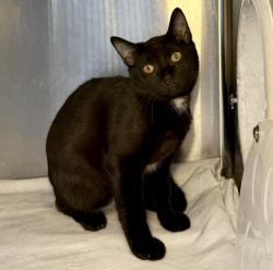 Shelter Stray Male Cat last seen , 3201 Lacy St, Los Angeles, CA 90031, USA
