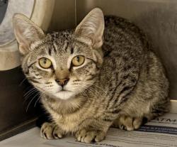 Shelter Stray Male Cat last seen , 3201 Lacy St, Los Angeles, CA 90031, USA