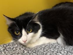 Shelter Stray Female Cat last seen , 3201 Lacy St, Los Angeles, CA 90031, USA