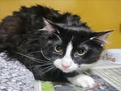 Shelter Stray Male Cat last seen , 3201 Lacy St, Los Angeles, CA 90031, USA