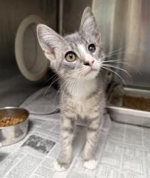 Shelter Stray Male Cat last seen , 3201 Lacy St, Los Angeles, CA 90031, USA