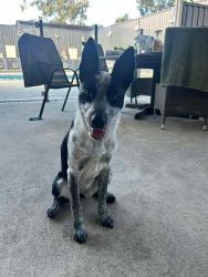Lost Female Dog last seen Springwood tavern or palm villas on Chatswood road, Daisy Hill, QLD 4127