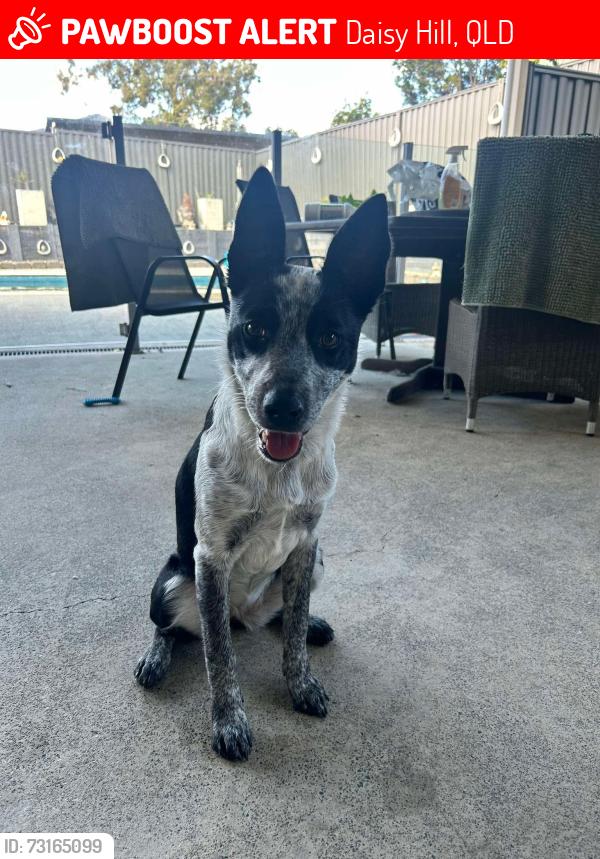 Lost Female Dog last seen Springwood tavern or palm villas on Chatswood road, Daisy Hill, QLD 4127