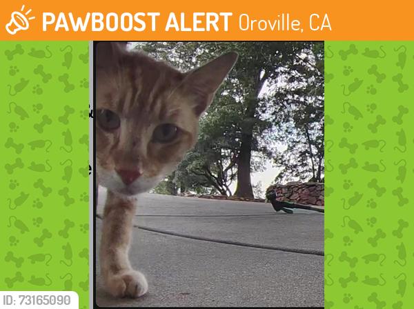 Found/Stray Male Cat last seen Near Crain ridge, Oroville, CA 95965
