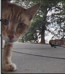 Found/Stray Male Cat last seen Near Crain ridge, Oroville, CA 95965