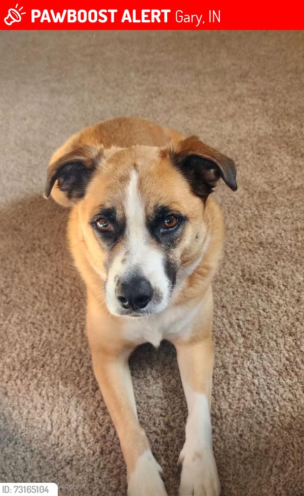 Lost Female Dog last seen Last seen 41st and Cleveland, Gary, IN 46402