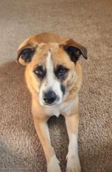 Lost Female Dog last seen Last seen 41st and Cleveland, Gary, IN 46402