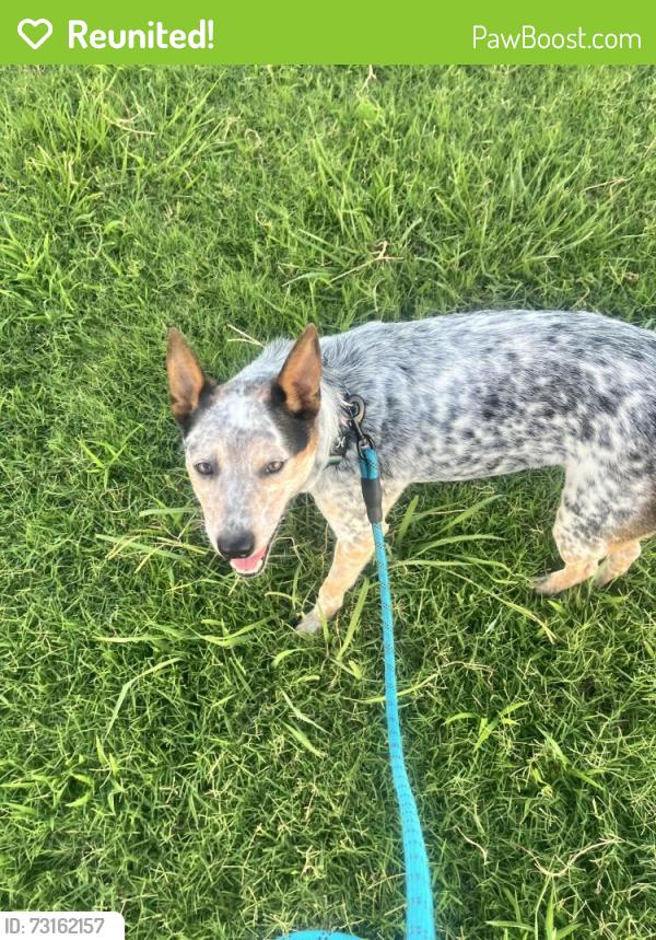 Reunited Male Dog last seen Across the street from Osage trading post, Pawhuska, OK 74056