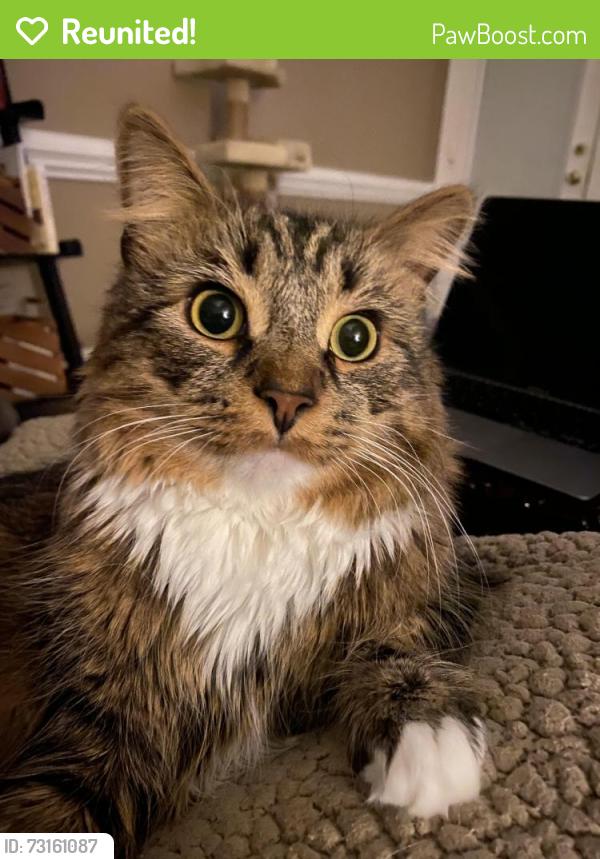 Reunited Male Cat last seen Stonehenge and Althorp, Wilson, NC 27893
