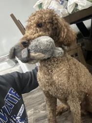 Lost Male Dog last seen Near Salmon River Rd, Riverside, CA 92501
