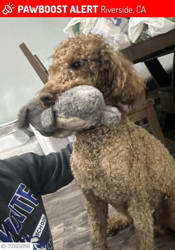 Lost Male Dog last seen Near Salmon River Rd, Riverside, CA 92501