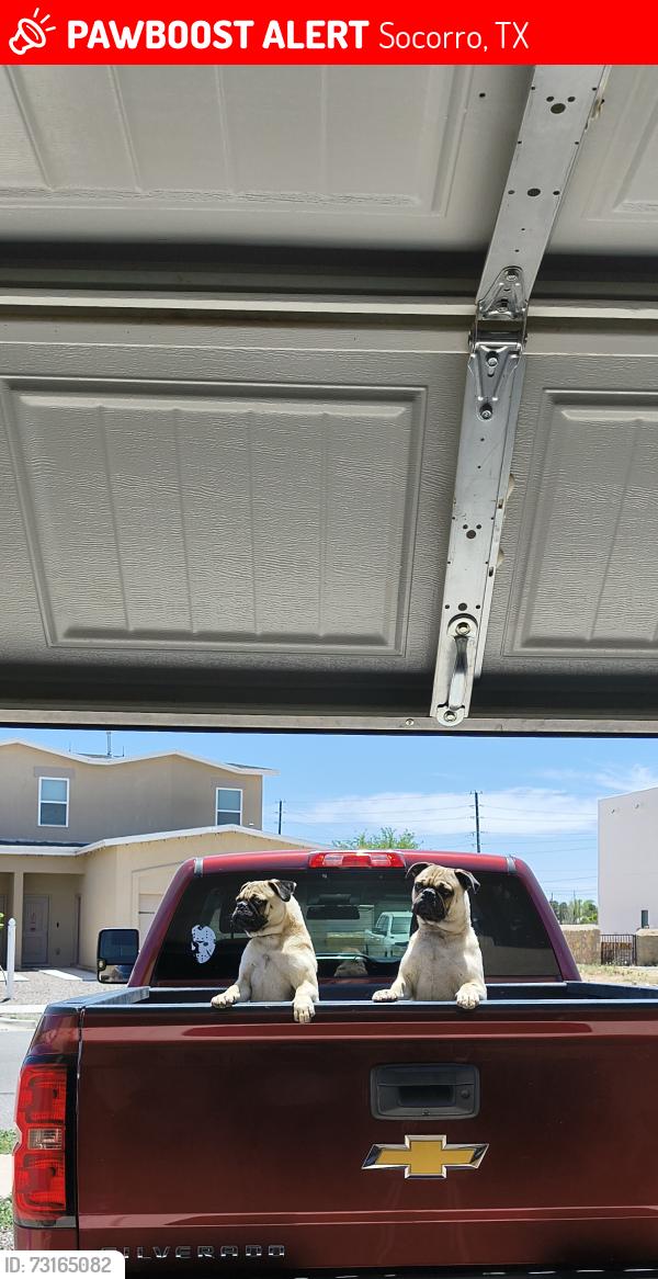 Lost Male Dog last seen Daniel cadena y bovee, Socorro, TX 79927