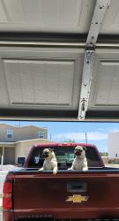 Lost Male Dog last seen Daniel cadena y bovee, Socorro, TX 79927