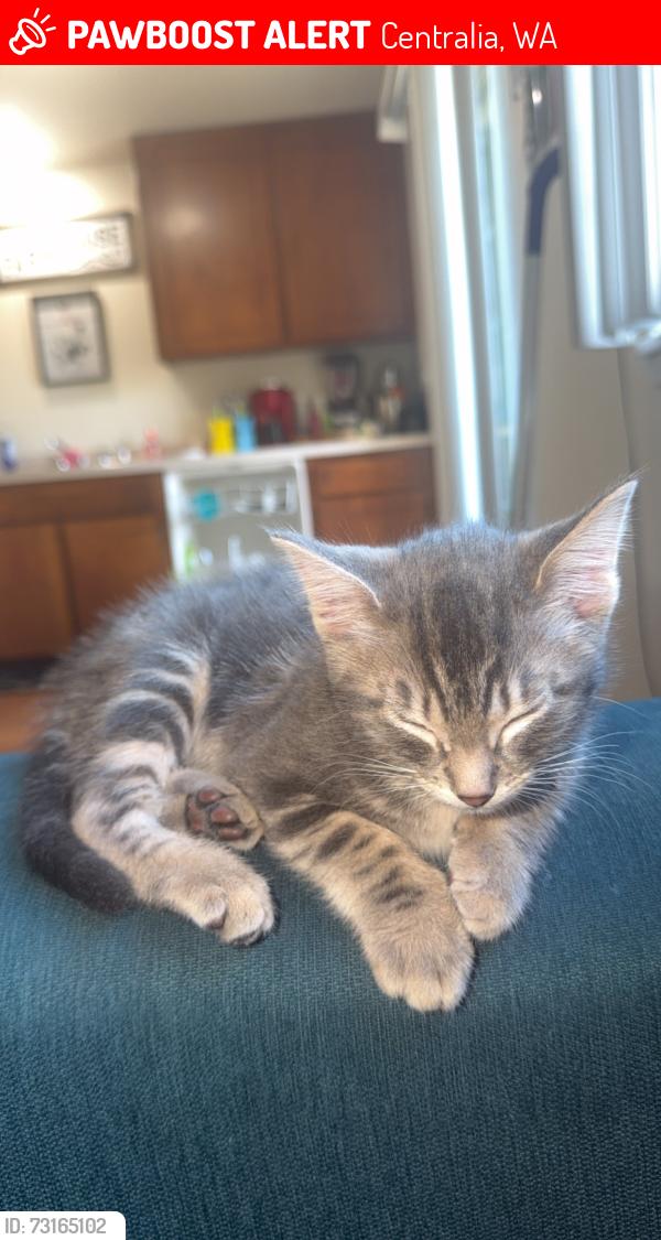 Lost Female Cat last seen cemetary on n scheuber rd, Centralia, WA 98531