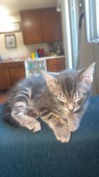 Lost Female Cat last seen cemetary on n scheuber rd, Centralia, WA 98531