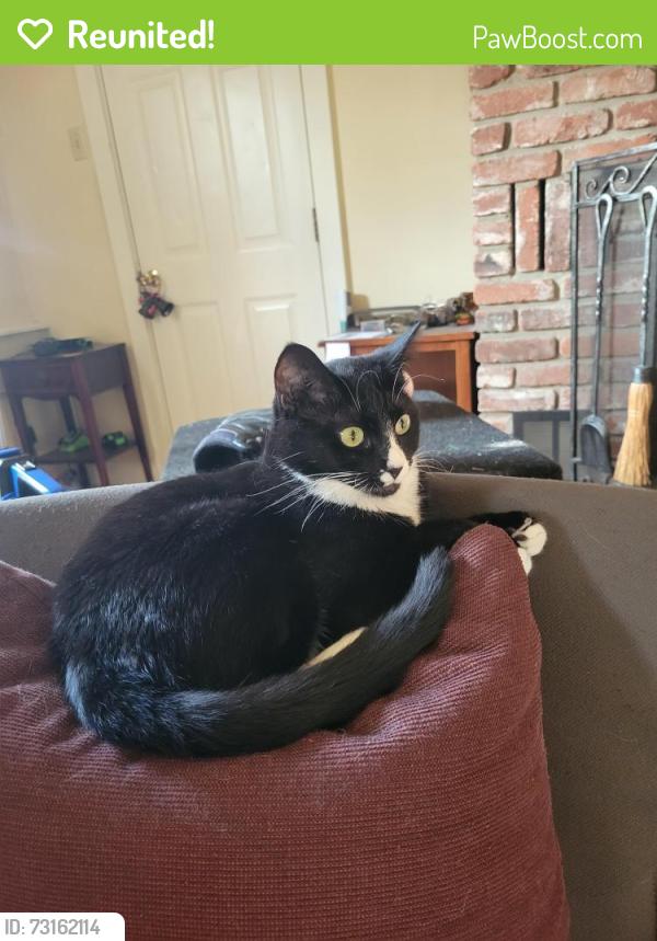 Reunited Female Cat last seen Near McPherson ave, Bethel Park, PA 15102