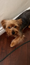 Reunited Male Dog last seen On wass st and Newport ave, Tustin, CA 92780