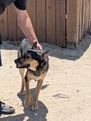Found/Stray Female Dog last seen Hwy 2 & Mountain Springs Rd., Piñon Hills, CA 92397