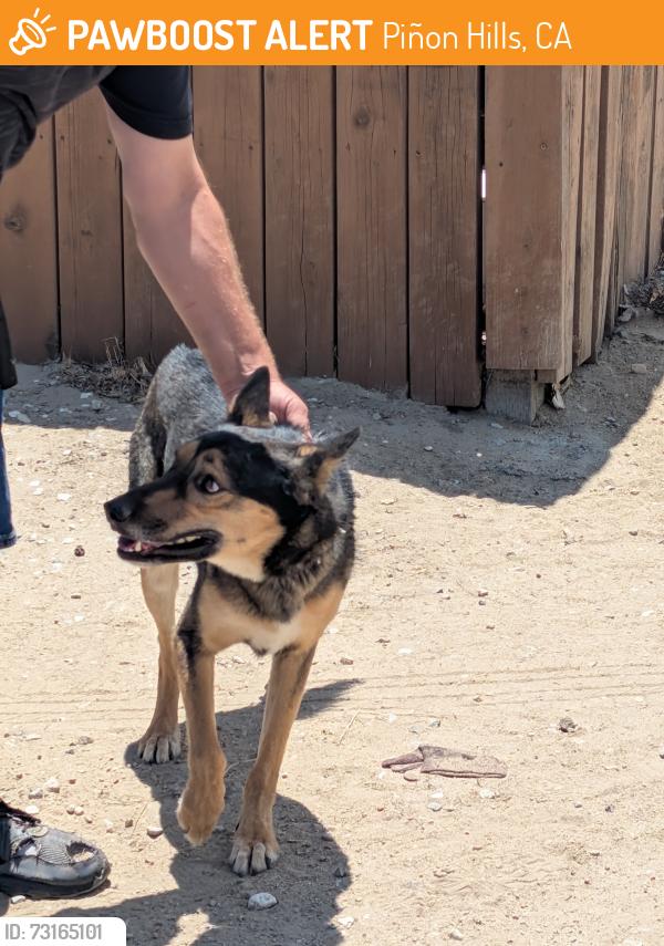 Found/Stray Female Dog last seen Hwy 2 & Mountain Springs Rd., Piñon Hills, CA 92397