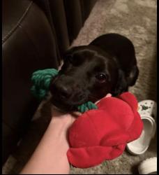 Reunited Female Dog last seen Chase Dr & Hwy184, Bakersfield, CA 93306