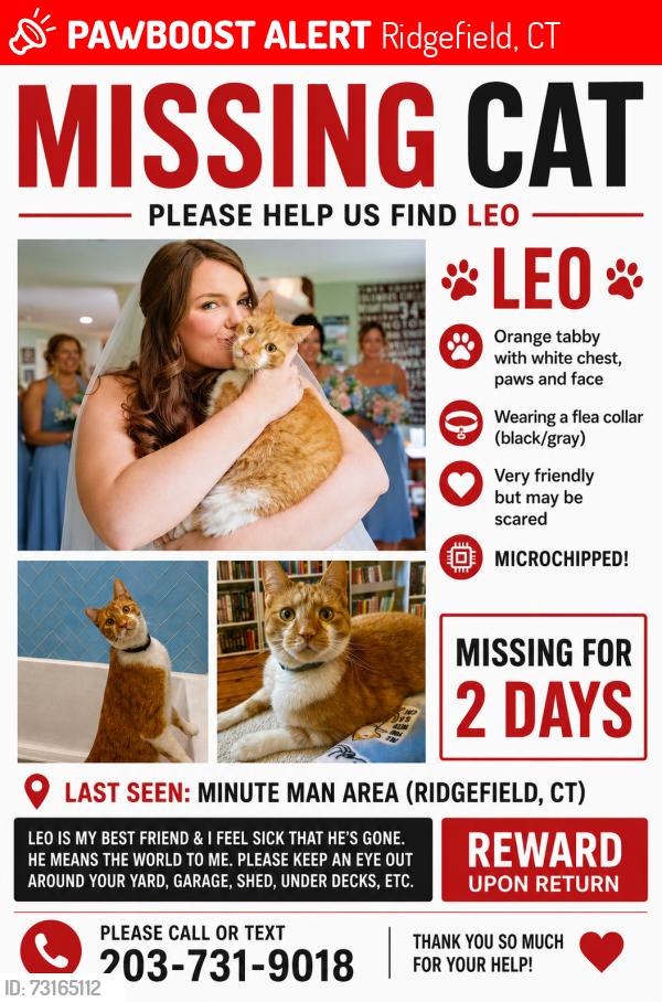 Lost Male Cat last seen Minute Man Rd Ridgefield CT, Ridgefield, CT 06877