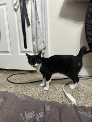 Reunited Female Cat last seen 56th and Andrews, she would have snuck out of my back door and I live on 55th street., Fort Lauderdale, FL 33309