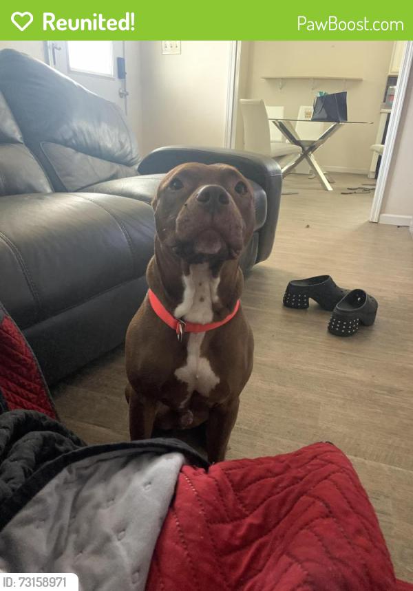 Reunited Male Dog last seen Douglas Ave, Murfreesboro, TN 37129
