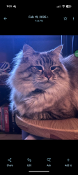 Lost Female Cat last seen Elizabeth and Andrews Peak Dr, Fort Collins, CO 80521