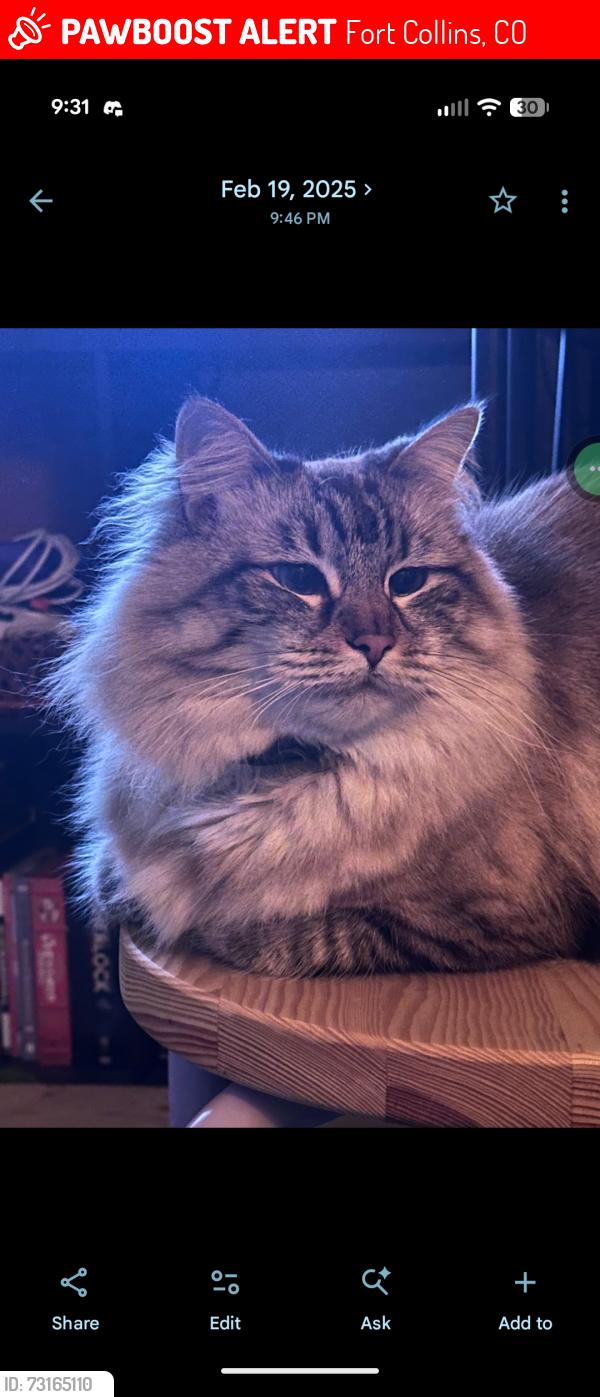 Lost Female Cat last seen Elizabeth and Andrews Peak Dr, Fort Collins, CO 80521